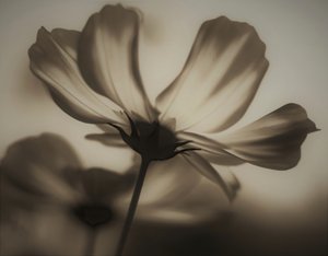 natural x-ray,2019,(photography)