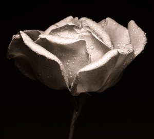 rose,2019,(photography) 作： Alex Caminker