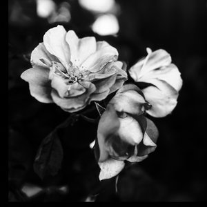 three flowers, 2019, (photography) 作： Alex Caminker