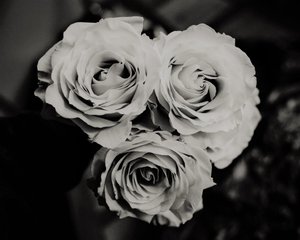 three roses,2019,(photography) 作： Alex Caminker