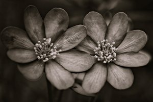 twins,2019,(photography) 作： Alex Caminker