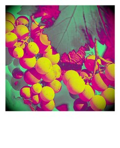 untitled,2019,(photography) 作： Alex Caminker