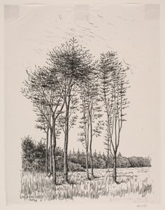 ブナの芽吹き 作： Alexander Blom