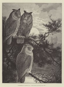 ツノフクロウの会議、3つの頭は1つよりも優れています 作： Alexander Francis Lydon