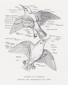 鳥の用語を定義したムクドリの図（リトグラフ 作： Alexander Francis Lydon