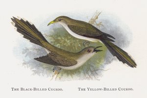 黒請求カッコウ、黄色請求カッコウ 作： Alexander Francis Lydon