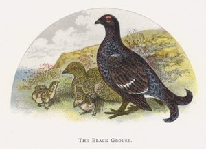 黒ライチョウ 作： Alexander Francis Lydon