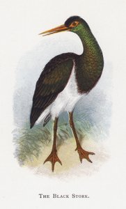 コウノトリ 作： Alexander Francis Lydon