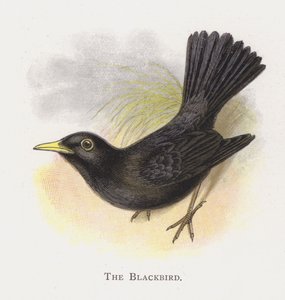 ブラックバード 作： Alexander Francis Lydon