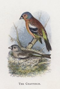 チャフィンチ 作： Alexander Francis Lydon