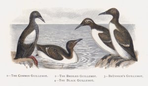 コモンギレモット、ザブリッジドギレモット、ブルニッチギレモット、ブラックギレモット 作： Alexander Francis Lydon
