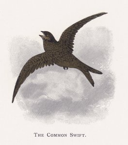 Common Swift
