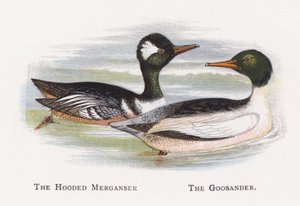 フード付きのMerganser、The Goosander 作： Alexander Francis Lydon