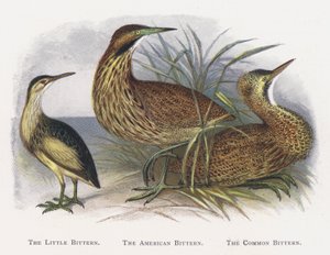 小さなにがり、アメリカのにがり、共通のにがり 作： Alexander Francis Lydon