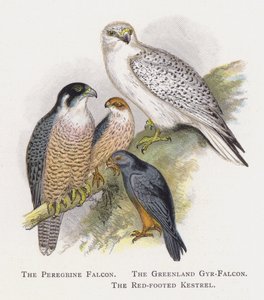 ハヤブサ、グリーンランドのハヤブサ、赤足のチョウゲンボウ 作： Alexander Francis Lydon