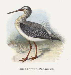 斑点を付けられたRedshank 作： Alexander Francis Lydon