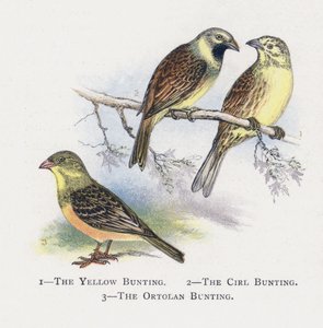 黄色のホオジロ、サールホオジロ、オルトランホオジロ 作： Alexander Francis Lydon