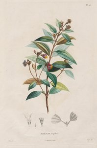 新大陸の春分地域への航海、1709 年から 1804 年に行われた: Melastomaceae のモノグラフ: No. 15