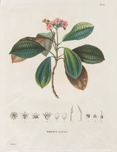 1709 年から 1804 年に作成された新大陸の春分地域への航海: メラストマ科のモノグラフ: No. 54 作： Alexander, Freiherr von Humboldt