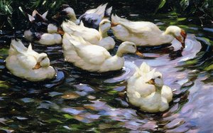 太陽に照らされた湖で泳ぐアヒル 作： Alexander Koester
