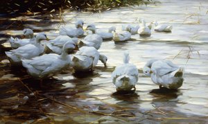 浅瀬の葦のアヒル;浅い葦の水の中のアヒル 作： Alexander Koester