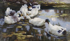 アヒルの池 作： Alexander Koester