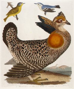 1.羽の生えたグラウス。2.アオジ。3.アメリカ鳥類学』よりナッシュビル・W.