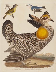 Pinnated Grous、Blue-green Warbler、および Nashville Warbler は、1808 年から 1814 年に出版されました。 作： Alexander Lawson