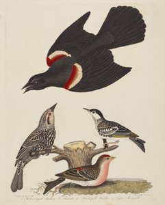 アカガシラムクドリ、メスのアカガシラムクドリ、クロムクドリ、およびレッサー...、pub.1808-1814。