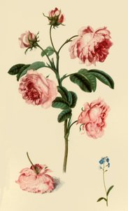 「地方バラとワスレナグサ」、c1680、1946 年。