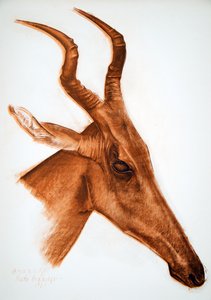 アンテロープジャクソン（Am Dafok）、アフリカの図面と絵画から、シトロエンセンターアフリカ遠征、2番目の使命Haardt Audouin-Dubreuil、パブで実行されました。パリ、1927 作： Alexander Yakovlev