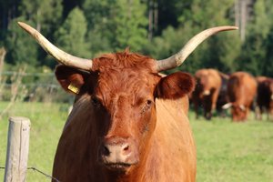 動物モデル