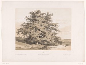 杉のある風景 Cedres (オブジェクトのタイトル) 作： Alexandre Calame
