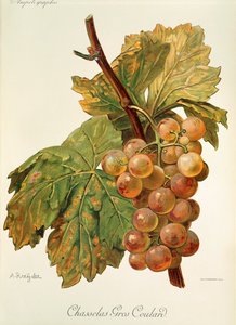 Chasselas Gros Coulard ぶどう A. Kreyder 作： Alexis Kreyder
