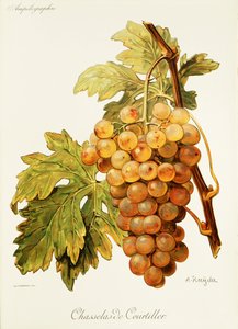 A. Kreyder による Chasselas de Courtiller ぶどう