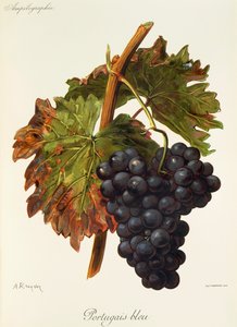 Portugais bleu grape by A. Kreyder   1414194   ja       japanese Successfully Translated  Original: The sea coast of Nova Scotia; exhibiting the diversities of the coast, and the face of the country near it: the banks, rocks, shoals, soundings, &c. Togethe 作： Alexis Kreyder