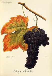 A. KreyderによるRouge du Valaisのブドウ 作： Alexis Kreyder