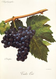 A. KreyderによるTinto Caoブドウ 作： Alexis Kreyder