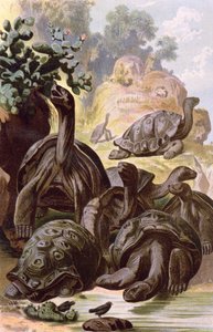 自然史の本からのガラパゴス諸島の巨大なカメ、1887 作： Alfred Brehm