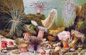 ハンガリーの自然史の本、1900年頃のイソギンチャク 作： Alfred Brehm