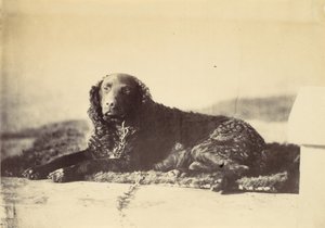ピーター、1860年。 作： Alfred Capel Cure