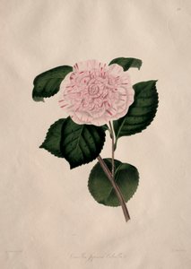 ツバキ目ツバキ科の図版と解説：第41号