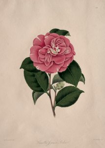 ツバキ目ツバキ科の図版と解説：第44巻