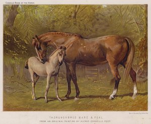 サラブレッドの雌馬と子馬（カラーリトグラフ 作： Alfred Chantrey Corbould