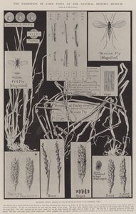 自然史博物館でのトウモロコシ害虫の展示