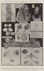 サウスケンジントンでの生命を植える害虫の展示会 作： Alfred Hugh Fisher