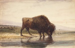 ブルバッファロー、1837年頃（紙に水彩） 作： Alfred Jacob Miller