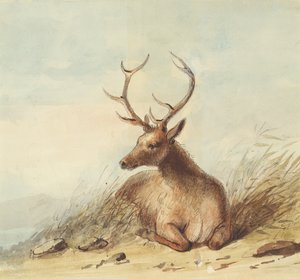 エルク、ロッキー山脈、1837年頃（紙に鉛筆、ペン、インク、水彩） 作： Alfred Jacob Miller