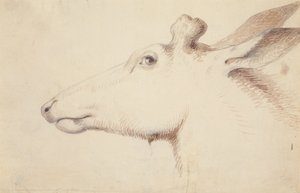 エルク。 1837年頃（絵） 作： Alfred Jacob Miller