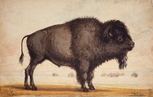 そよ風の香り、1837年頃（紙に水彩） 作： Alfred Jacob Miller
